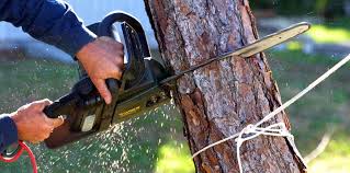 Best Tree Disease Treatment  in Sky Valley, CA