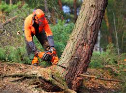 Best Tree Removal  in Sky Valley, CA