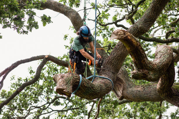 Best Commercial Tree Services  in Sky Valley, CA