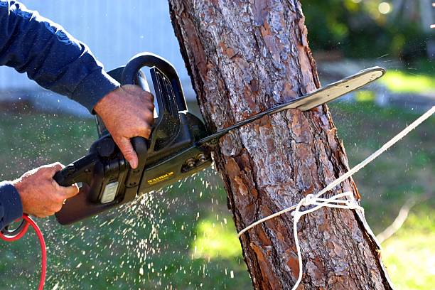 Best Lawn Mowing  in Sky Valley, CA
