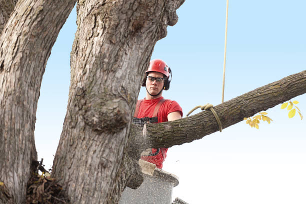 Best Fruit Tree Pruning  in Sky Valley, CA